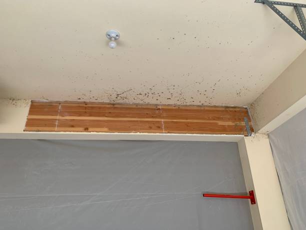 Best Commercial Mold Inspection  in USA